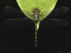 Gynacantha subinterrupta