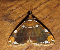 Eulepidotis ouocco