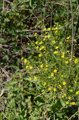Gutierreziinae