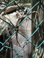 Austroaeschna pulchra