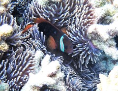 Amphiprion melanopus