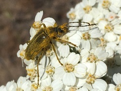 Lepturobosca chrysocoma