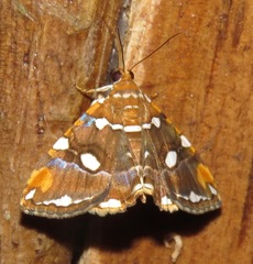 Eulepidotis guttata