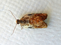 Acroceuthes metaxanthana