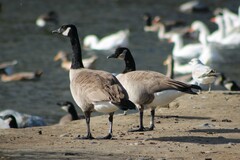 Branta canadensis