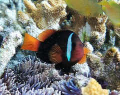Amphiprion melanopus
