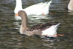 Anser anser domesticus