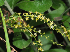 Dioscorea cotinifolia