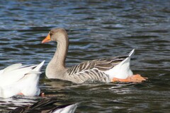 Anser anser domesticus × anser cygnoides domesticus