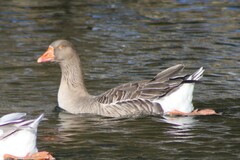 Anser anser domesticus × anser cygnoides domesticus