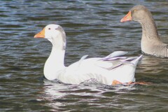 Anser anser domesticus × anser cygnoides domesticus