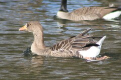 Anser anser domesticus × anser cygnoides domesticus