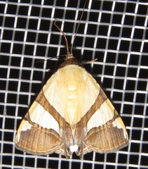 Eulepidotis julianata