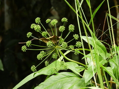 Mackinlaya macrosciadea