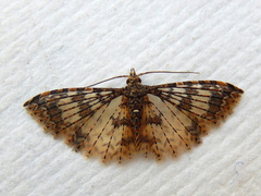 Alucita phricodes