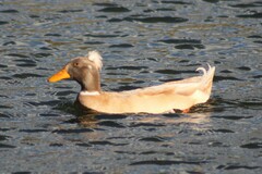 Anas platyrhynchos domesticus