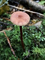 Laccaria nobilis