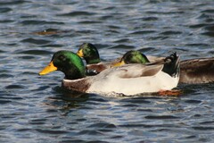 Anas platyrhynchos domesticus