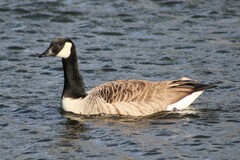 Branta canadensis