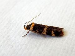 Catadoceta xanthostephana