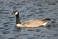 Branta canadensis