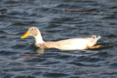 Anas platyrhynchos domesticus