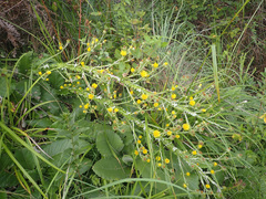 Berkheya rhapontica