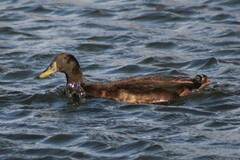 Anas platyrhynchos domesticus