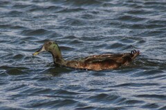 Anas platyrhynchos domesticus