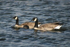 Branta canadensis moffitti