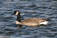 Branta canadensis moffitti