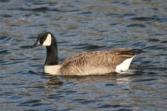 Branta canadensis moffitti