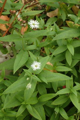 Stellaria radians