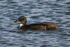 Anas platyrhynchos domesticus