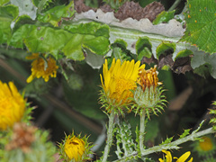 Berkheya rhapontica