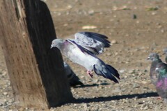 Columba livia domestica