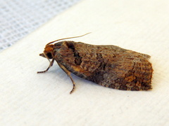 Cryptoptila australana