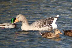 Anser anser domesticus × anser cygnoides domesticus