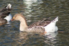 Anser anser domesticus × anser cygnoides domesticus