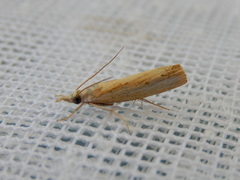 Culladia cuneiferellus