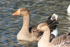 Anser anser domesticus × anser cygnoides domesticus