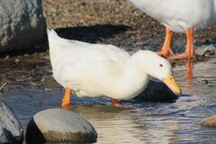 Anas platyrhynchos domesticus