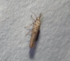 Yponomeuta fumigatus