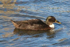 Anas platyrhynchos domesticus