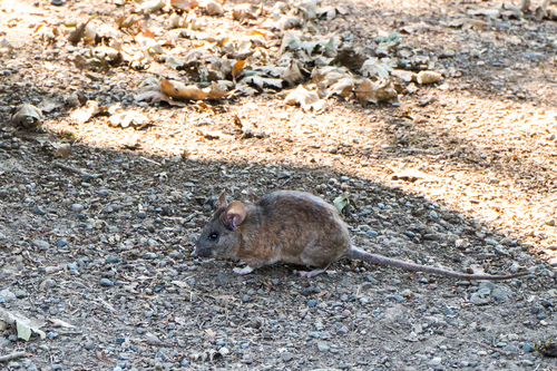 Dusky-footed Woodrat