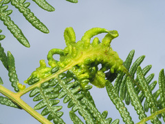 Eriophyes quadrifidus