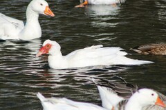 Cairina moschata domestica