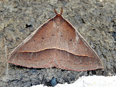 Epidesmia chilonaria