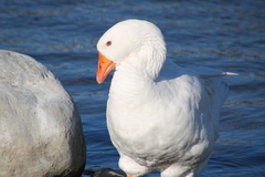 Anser anser domesticus × anser cygnoides domesticus