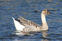 Anser anser domesticus × anser cygnoides domesticus